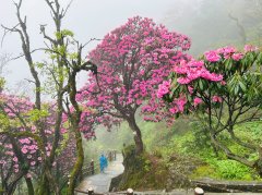 花绽峨眉 首届峨眉山中国保守插花艺术做